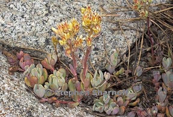 sedum obtusatum ssp obtusatum 5 graphic